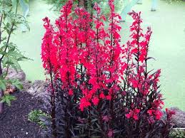 Image result for Lobelia fervens