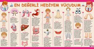 vucudum en degerli hediyem kolej okul ozeltasarim kolej ozelokul ozeltasarim eokul okul ilkogretim schoolwall w okul 4 sinif fen fen dersi sinifi