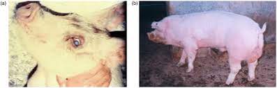 A Corneal Opacity In Natural Infected Piglet Blue Eye B Download Scientific Diagram