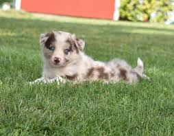 All Black Border Collie Puppy For Sale Gorgeous Red Merle Border Collie Puppy With Blue Eyes Red Merle Border Collie Border Collie Puppies Border Collie