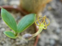 Image result for Ceropegia conrathii