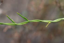 Image result for Cyphia