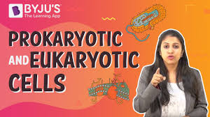 Maybe you would like to learn more about one of these? Prokaryotic And Eukaryotic Cells Youtube