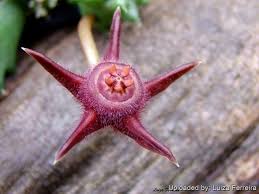 Image result for Duvalia