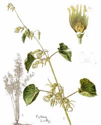 Image result for Riocreuxia