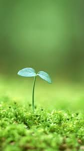 1000 Best Hd Wallpapers For Mobile Wallpapers Hd 1080p March 2016 Tech Maniya Hd Nature Wallpapers Wallpaper Nature Flowers Nature Wallpaper Download beautiful vivid and icy pics from our gallery and experience a relaxing feeling every time you look at your screen.