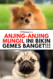 Bintang kecil, di langit yang tinggi amat banyak, menghias angkasa aku ingin, terbang dan menari. 8 Jenis Anjing Kecil Nan Imut Yang Cocok Kamu Pelihara Di Rumah Anjing Kecil Anjing Yorkshire Terrier