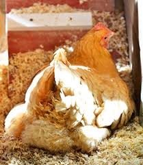 It also includes gaps for easy ventilation and a nesting box suitable for two hens. Bedding Options For Chicken Coops Scratch And Peck Feeds Organic Non Gmo Soy Free