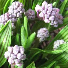 Image result for Ledebouria cooperi