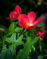 Image result for Abelmoschus