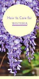 Wisteria How To Grow This Deliciously Fragrant And Gorgeous Flowering Vine Natalie Linda Wisteria Plant Wisteria How To Grow Flower Garden Care
