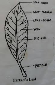 Philippe de longvilliers de poincy, credited with introducing the plant to the americas, is the guy we need to thank for this veritable feast to the eyes we enjoy each summer. The Life Cycle Of Delonix Regia Flamboyant Steemkr