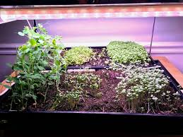 The latest led systems have finally achieved parity with traditional hid lighting systems. Baby Steps To Growing Vegetables Without Sunlight Growmuse Beginner Gardening Tips For Busy People