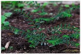 Image result for Phyllanthus ovalifolius