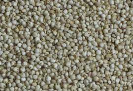 Sorghum Jowar Nutrition And Health Benefits Sorghum Nutrition Cucumber Benefits