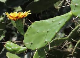 Image result for Opuntia monacantha