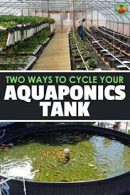 A guide to backyard aquaponics. 2 Proven Ways To Cycle An Aquaponics Tank Perfectly In 2020 Backyard Aquaponics Aquaponics Aquaponics Diy