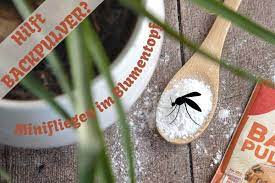 Diese kleinen fliegen sind in der blumenerde zu finden. Backpulver Gegen Kleine Fliegen In Blumenerde Gartenlexikon De