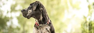 This nutritious puppy food provides a complete and balanced diet that meets the needs of your growing pup. Great Dane Dog Breed Facts And Personality Traits Hill S Pet