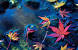 High Resolution Desktop Backgrounds Widescreen