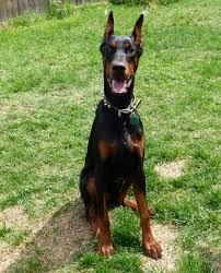 You'll receive email and feed alerts when new items arrive. Doberman Puppies For Sale Adoption From Edmonton Alberta Adpost Com Doberman Puppies For Sale Doberman Adoption Doberman