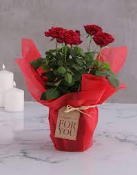 For valentine's day delivery, order by february 12 and choose express shipping. Treat Her To A Valentine S Day Gift That Will Keep On Giving And Growing Roses Are The Best Flowers To Give On Valentine Rose Bush Amazing Flowers Bush Plant
