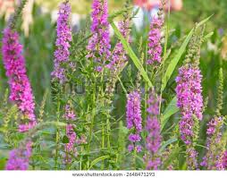Image result for Lythrum