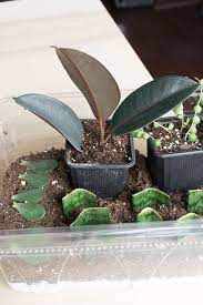How To Propagate A Rubber Plant From Branch Cuttings Rubber Tree Plant Rubber Plant Rubber Plant Care
