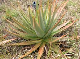 Image result for Aloe macrosiphon