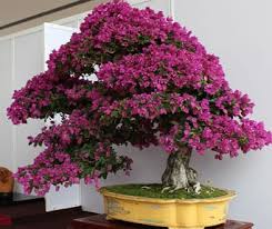 Common Tree Species Used For Bonsai Bonsai Empire
