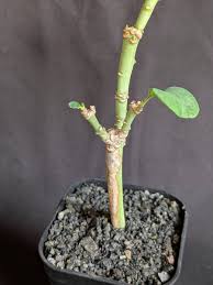 Image result for Euphorbia transvaalensis