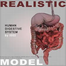 Products from digestion do one of three things, they either get stored (assimilation), used or. Human Digestive System Highly Detailed By T 0002 On Deviantart