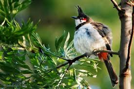 Bird With Spiky Hair Red Whiskered Bulbul Birds Bird Feathers Red