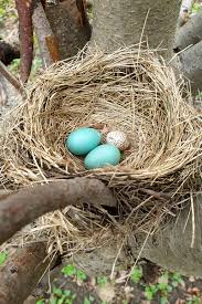 The first recorded use of robin egg blue as a color name in english was in 1873. Left Eye Right Eye American Robins Have Preference When Looking At Decoy Eggs Illinois