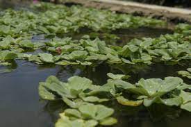 We did not find results for: The Best Aquatic Plants For Goldfish Pethelpful