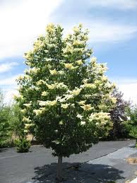 Pin On Plants For Use As Street Trees Provo Ut Hardiness Zone 6