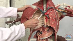 Radiology basics of chest ct anatomy with annotated coronal images and scrollable axial images to help medical students and junior doctors learning anatomy. Anatomy Of The Thoracic Cavity 1st Plastic Model Youtube