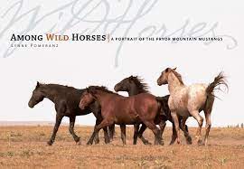 Maybe you would like to learn more about one of these? Among Wild Horses Hardcover Walmart Com Walmart Com