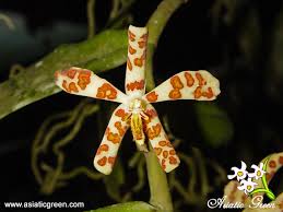 Image result for Trichoscypha ulugurensis