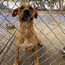 Hawaii animal rescue foundation, wailuku, hawaii. Lady Is Available For Adoption At Hawaii Animal Rescue Foundation