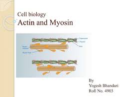 Module 5 Homework 2 Answer - Biology 250 – Cell Biology Module 5, Homework  2 (Chp. 17; 17-17) - Studocu