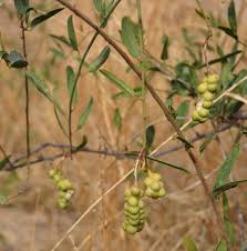 Image result for Cadaba