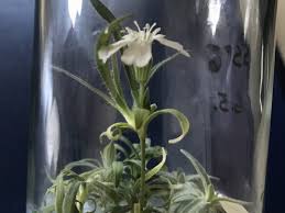 Keep an indoor plant alive. Scientists Revive 32 000 Year Old Plant Right Out Of The Pleistocene Earthly Mission