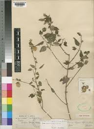 Image result for Tinnea rhodesiana