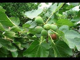 pin by mehmet pehlivan on بلاد in 2021 fruit