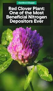 Pin On Herbs Health