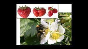 We did not find results for: A Better Berry Thanks To Bees Science Aaas