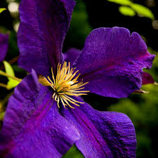 We did not find results for: Buy Clematis Group 3 Clematis Jackmanii Superba 23 99 Delivery By Crocus