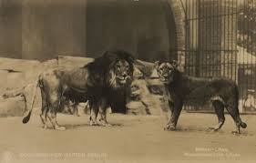 Massai Lowe Mesopotamische Lowin Zoologischer Garten Bilder Poster