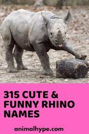 Cute Funny Rhino Names Rhino Funny Cute Baby Animals Cute Names